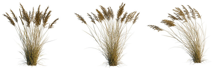 Fototapeta premium Calamagrostis canadensis tree, elevation, front view, cutout, transparent background, isolate, Close-up of beautiful green grass texture for background or nature design