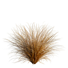 Fototapeta premium Carex buchananii tree, elevation, front view, cutout, transparent background, isolate, Close-up of Ornamental Grasses, Lush Greenery, Natural Texture, Serene Landscape, Botanical Detail