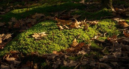 Obraz premium glowing mossy woodland floor with interplay of shadows and fallen leaves