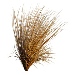 Fototapeta premium Carex buchananii tree, elevation, front view, cutout, transparent background, isolate, Detailed close-up of a beautiful collection of dried grass and straw texture.