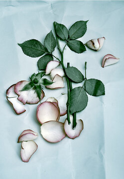 nature morte de fleurs 