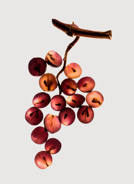 Bunch of grapes , graphic still life