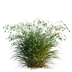 Obraz premium Chasmanthium latifolium tree, elevation, front view, cutout, transparent background, isolate, Close-up of green grass blades and dry stalks, natural texture, detailed, vibrant, outdoors.