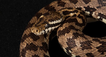 Obraz premium Northern copperhead snake in a coiled stance emphasizing scale intricacies and patterns