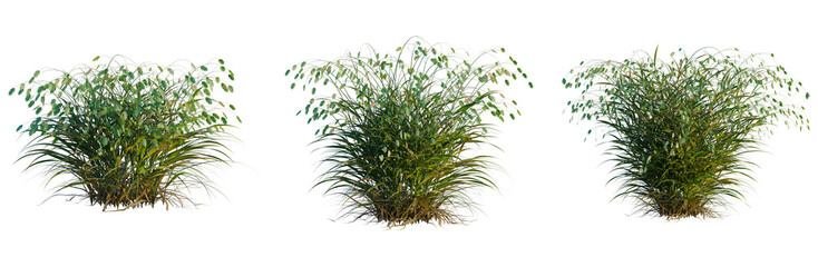 Chasmanthium latifolium tree, elevation, front view, cutout, transparent background, isolate, Lush Green Fern Leaves with Delicate Details - Nature's Textures and Vibrant Colors © DH Tree Stock