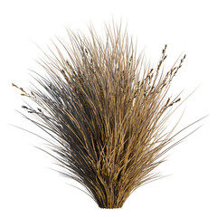 Fototapeta premium Chionochloa rubra tree, elevation, front view, cutout, transparent background, isolate, Golden wheat field stalks close-up, harvest season, rural landscape, agricultural background