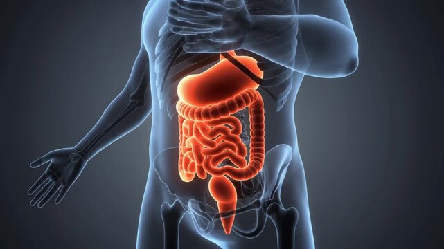 healthcare infographic style, human body with highlighted internal organs, clean background, empty space for text