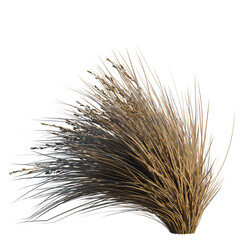 Fototapeta premium Chionochloa rubra tree, elevation, front view, cutout, transparent background, isolate, Close-up of ripe wheat stalks harvest in a field with golden sunlight, rural landscape