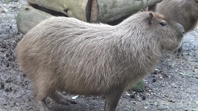 capybara in the zoo