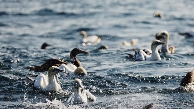 Gannets birds fly high and hunting fish diving deep in water. Amazing unique phenomenon. Sunrise on South Africa s magical wild coast. sardine run, Beit ball. Aquatic animals underwater nature.