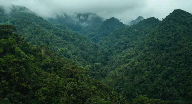 Jade toned tropical forest on humid mountainsides with rich epiphyte layers capturing CO2