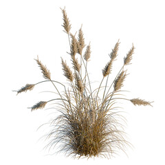Obraz premium Cortaderia selloana tree, elevation, front view, cutout, transparent background, isolate, Detailed close-up of dry ornamental grass texture, perfect for nature and background design elements