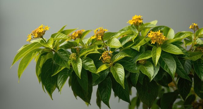 Green leafy jatropha curcas shrub presenting dual role in medicine and biofuel production