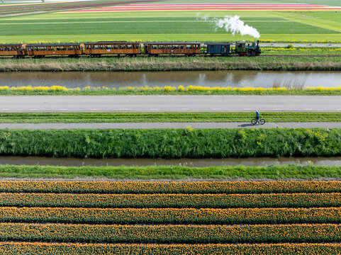 Aerial view of a steam train puffing smoke alongside vibrant tulip fields and a lone cyclist on a road, Broerdijk, Noord-Holland, Netherlands.