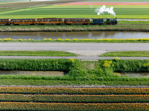 Aerial view of a vintage steam train puffing smoke as it passes through vibrant tulip fields and canals, Benningbroek, Noord-Holland, Netherlands.