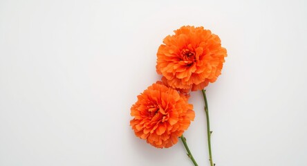 Bright orange carnations blooming softly on a clean white background