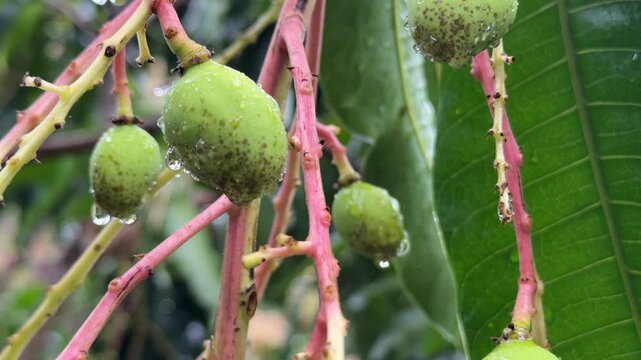 Young mango fruits grow in clusters on a tree branch with rain droplets visible while long green leaves surround the growing produce. Tropical agriculture.