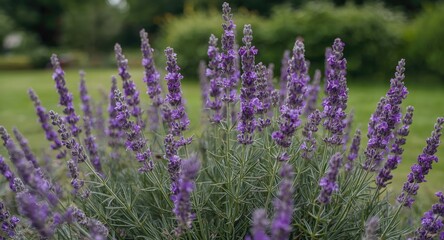 Fototapeta premium Intimate close up of lush lavender blooms thriving in a park landscape