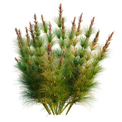 Elegia capensis tree, elevation, front view, cutout, transparent background, isolate, Lush green grass blades, detailed texture, soft focus background, natural sunlight © DH Tree Stock