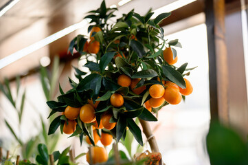 Kumquat tree with ripe fruit displayed indoors in a bright setting © bo.kvk