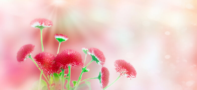 Red daisy flowers over natural background