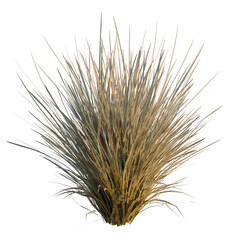 Obraz premium Helictotrichon sempervirens tree, elevation, front view, cutout, transparent background, isolate, Detailed close-up of dry grass stalks, natural texture, rural landscape, serene, autumn foliage