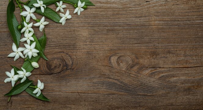 Natural mogra jasmine buds used in traditional perfume crafting