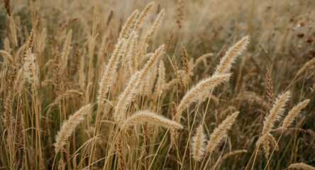 Fototapeta premium Natural seasonal texture with perennial grass flower spikes attached to stems in summer and autumn