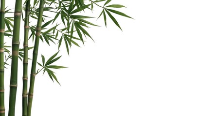 Fototapeta premium Plain white backdrop focusing on bamboo foliage with empty copy space
