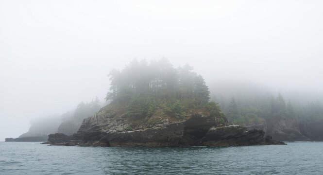dense fog over cedar trees perched on seaside rocky escarpment