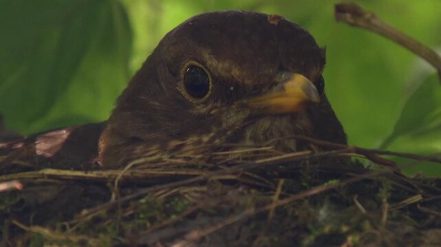 Close-up of blackbird sitting on open nest and incubating eggs