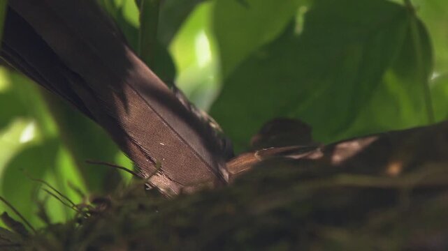 Close-up of blackbird sitting on open nest and incubating eggs