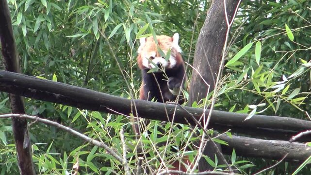 red panda eating bamboo