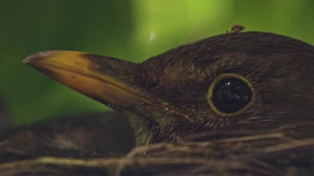Close-up of blackbird incubating eggs in open nest, only head visible