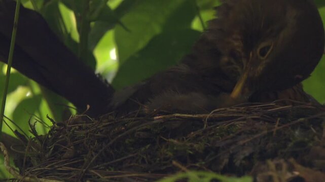 Close-up of blackbird sitting on open nest and incubating eggs