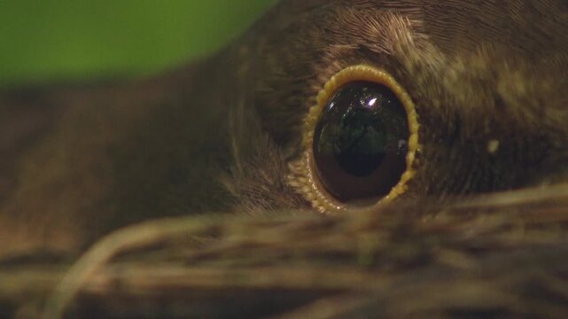 Extreme close-up of blackbird incubating eggs on nest, focus on eye