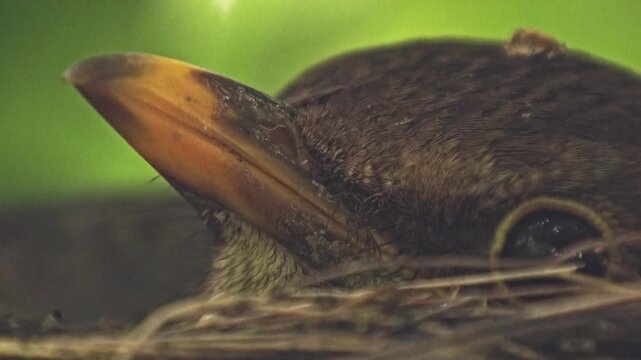 Close-up of blackbird incubating eggs in open nest, only head visible