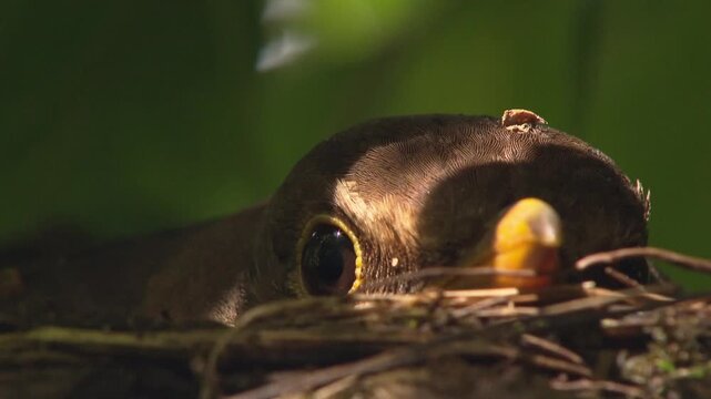 Close-up of blackbird incubating eggs in open nest, only head visible