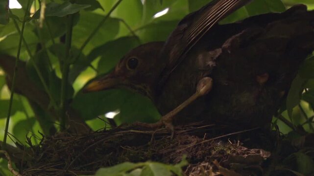 Close-up of blackbird returning to open nest to resume brooding