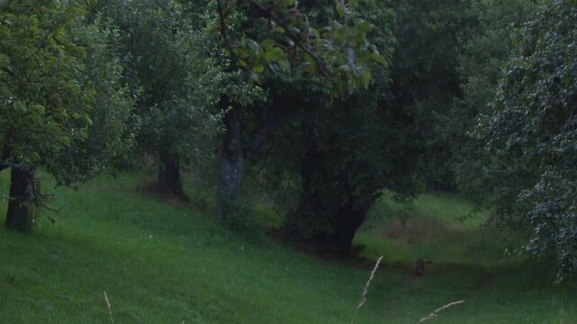 roe deer is startled and leaps away as two foxes approach in a meadow