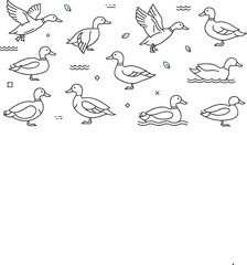 Obraz premium Duck outline icons vector illustration set with flying, swimming and standing birds, minimal line art wildlife collection for nature design