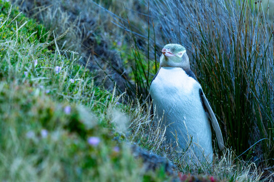 Front view of yellow-eyed penguin standing on steep grass