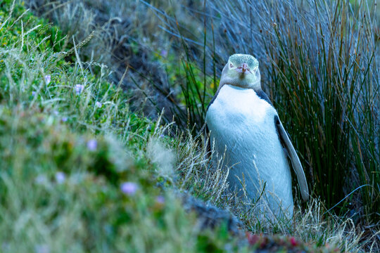 Front view of yellow-eyed penguin standing on steep grass