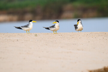 Fototapeta premium Large-billed Terns standing on river's sandbar in Pantanal, Brazil