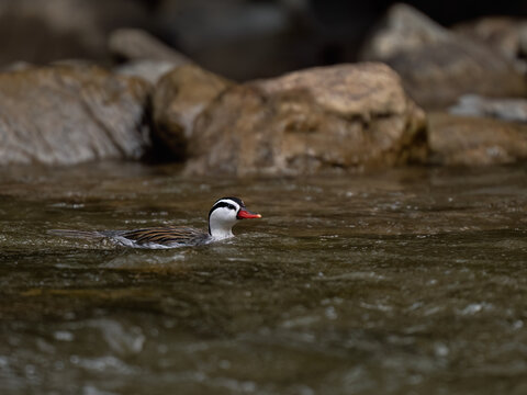 Rare Male Torrent duck swimming in the mountain river with stones, Ecuador