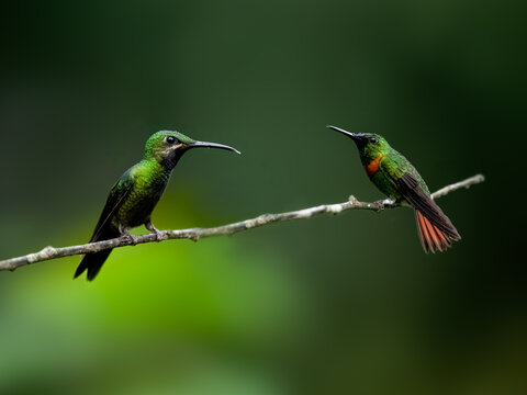 Gould's Jewelfront Hummingbird and Black-throated Brilliant Hummingbird on a stick against green background