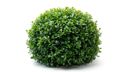 Obraz premium Garden decoration with trimmed ficus altissima shrub isolated on white background