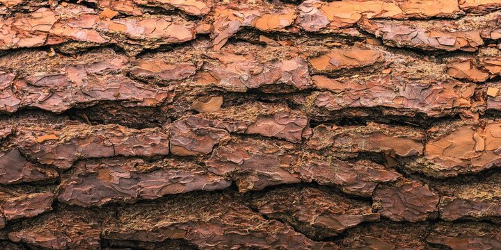 High-detail close-up of rough brown tree bark texture with deep grooves and natural patterns.