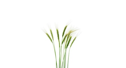 Fototapeta premium Healthy green wheat ears standing out on a stark white background