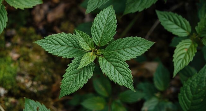 Herbal plant Tiliacora triandra with richly textured green foliage in natural surroundings